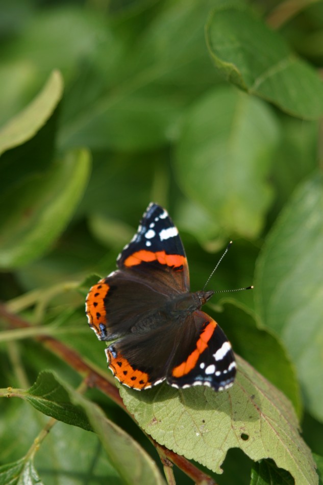 This image has been resized