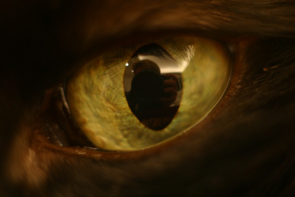 This image has been resized