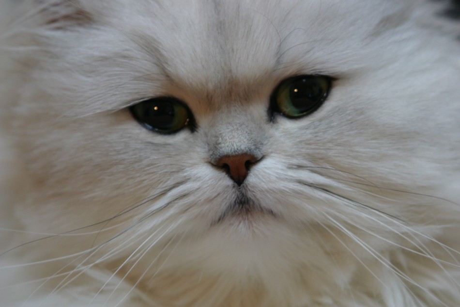 This image has been resized