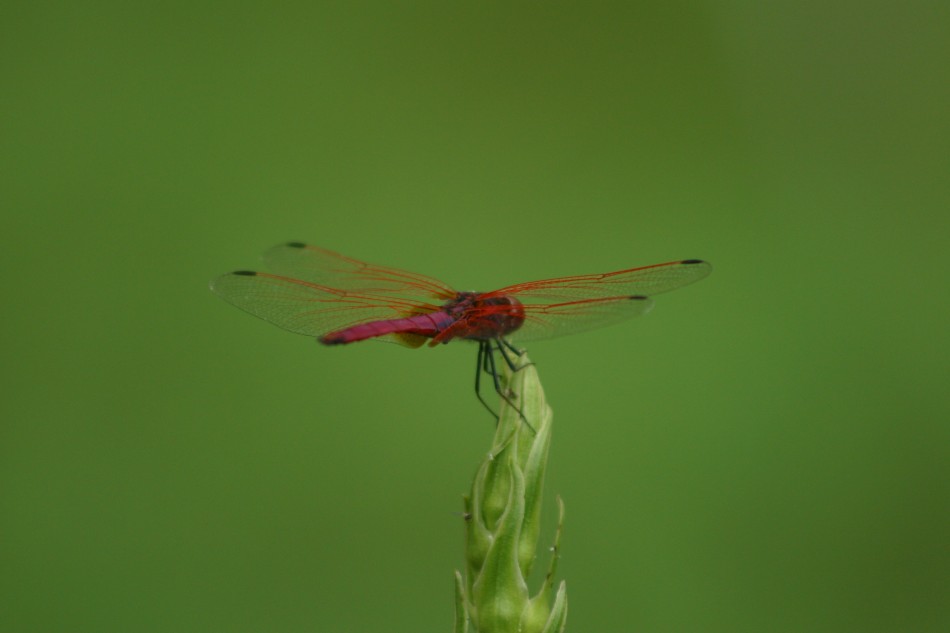 This image has been resized