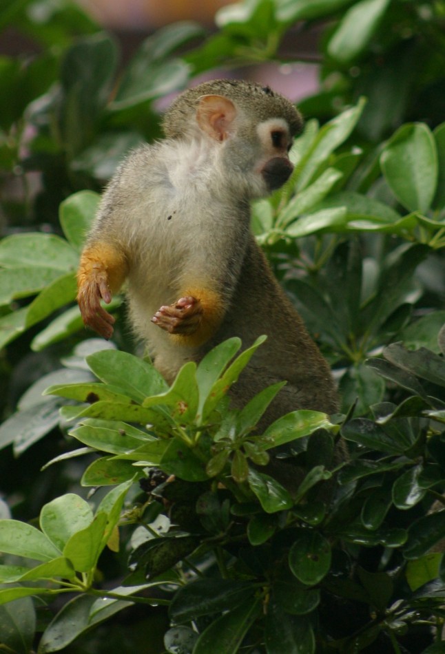 This image has been resized