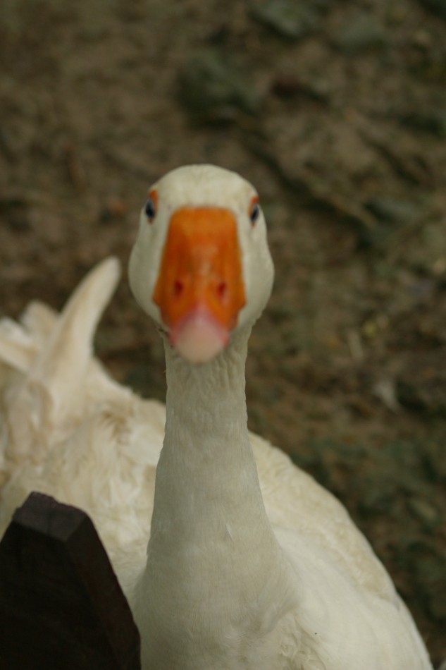 This image has been resized