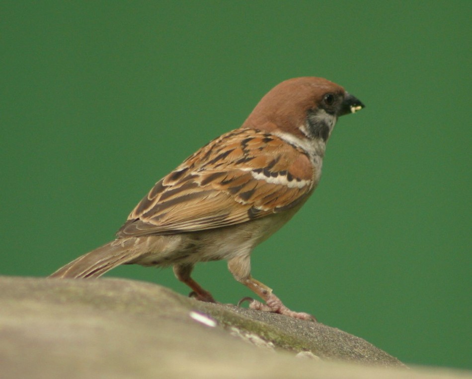 This image has been resized