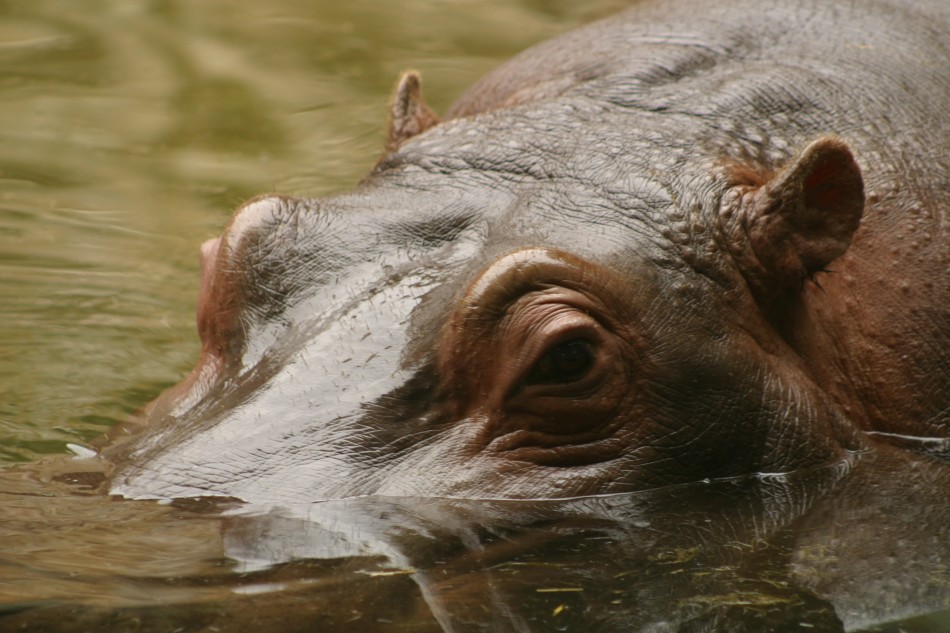 This image has been resized