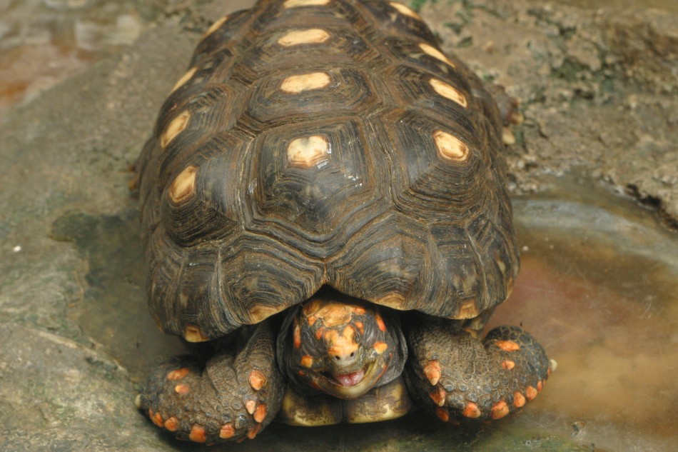 This image has been resized