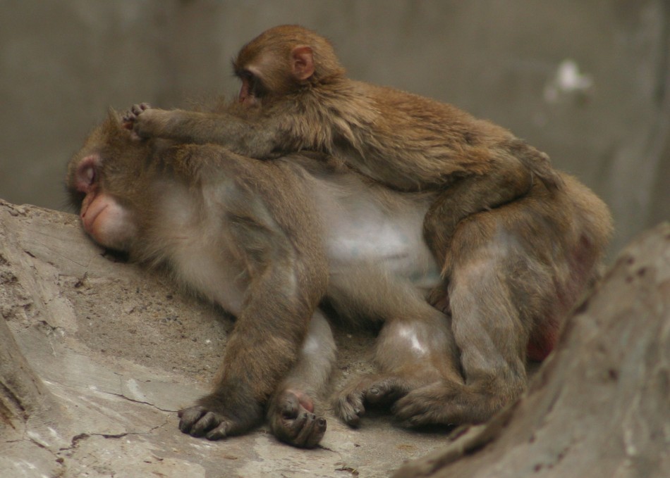 This image has been resized