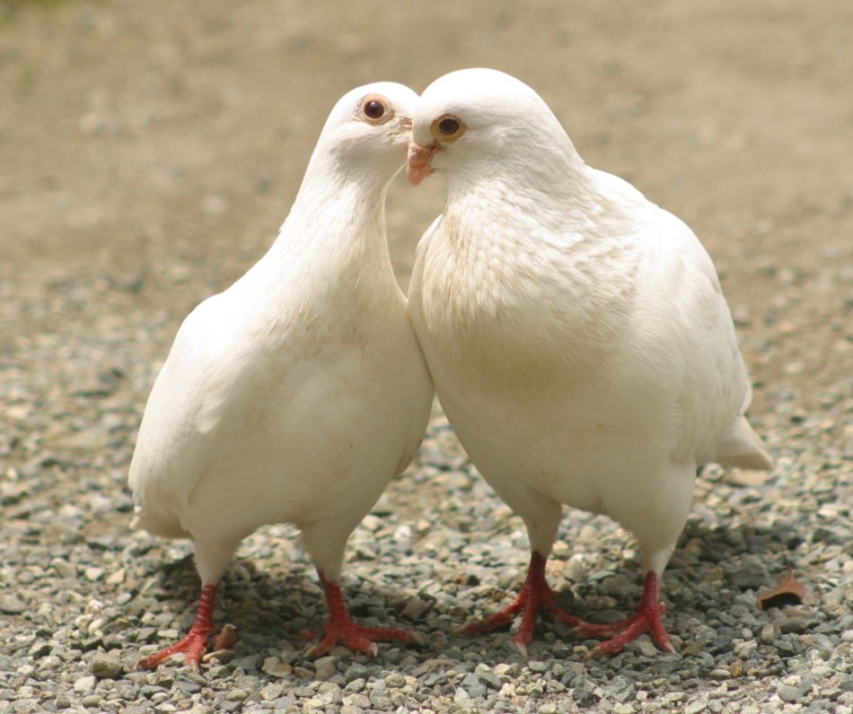 This image has been resized