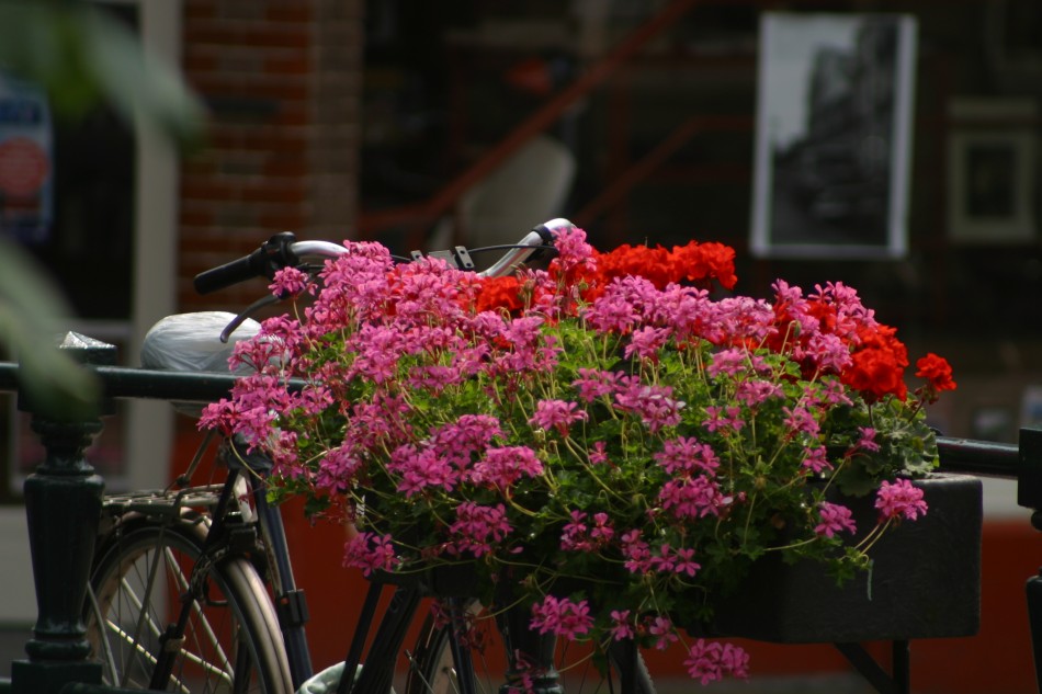 This image has been resized